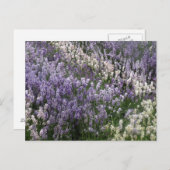 Belle carte postale Lavender (Devant / Derrière)