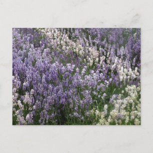 Belle carte postale Lavender