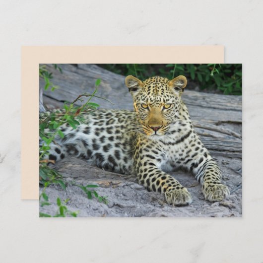 belle carte postale léopard (Devant / Derrière)