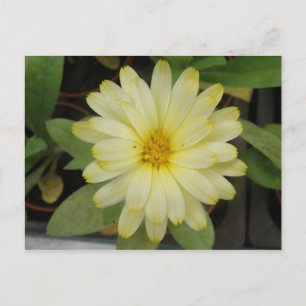 Belle Carte postale Marigold Jaune