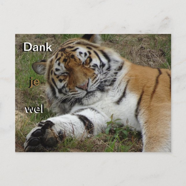 Belle carte postale Merci tigre (Devant)