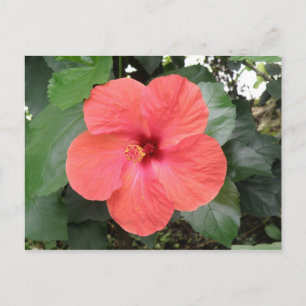Belle carte postale Orange Hibiscus Flower