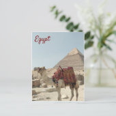 Belle carte postale orientale, Pyramides Camel Egy (Debout devant)