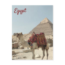 Belle carte postale orientale, Pyramides Camel Egy