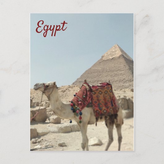 Belle carte postale orientale, Pyramides Camel Egy (Devant)
