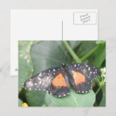 Belle carte postale papillon (Devant / Derrière)