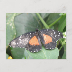 Belle carte postale papillon