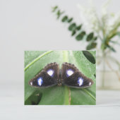 Belle carte postale Papillon Bleu tacheté (Debout devant)