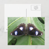 Belle carte postale Papillon Bleu tacheté (Devant / Derrière)
