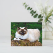 Belle carte postale photo de chat siamois (Debout devant)