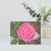 Belle carte postale rose (Debout devant)