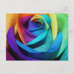 Belle carte postale Rose arc-en-ciel