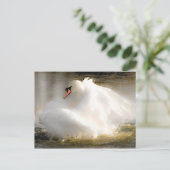 Belle carte postale Swan (Debout devant)
