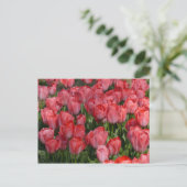 Belle carte postale Tulips (Debout devant)