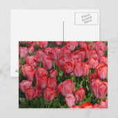 Belle carte postale Tulips (Devant / Derrière)
