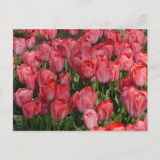 Belle carte postale Tulips (Devant)