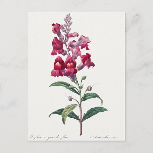 Belle carte postale Vintage d'illustration (Devant)