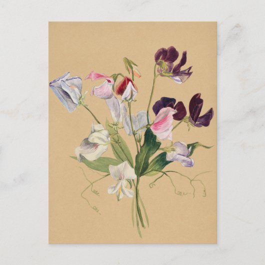 Belle carte postale Vintage d'illustration (Devant)