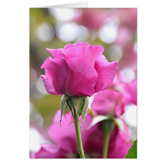 Belle carte Rose rose-choc (Devant)