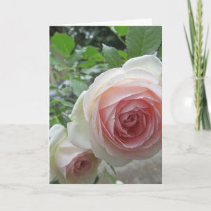 Belle Cartes Roses Pierre De Ronsard Rose Doux