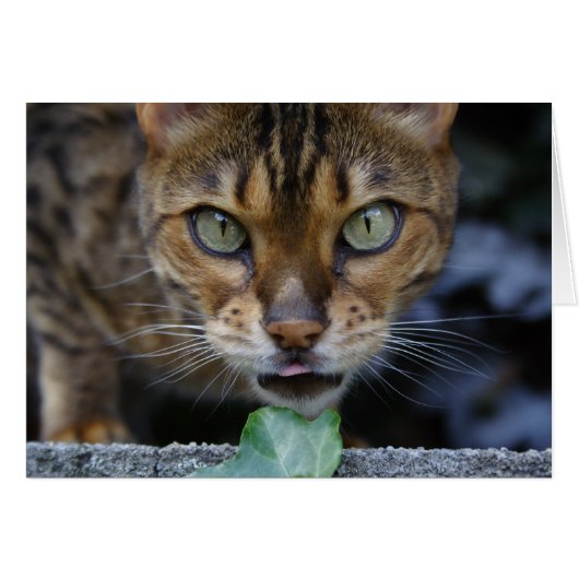 Belle Chat Bengale (Devant horizontal)