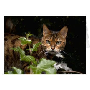 Belle Chat Bengale