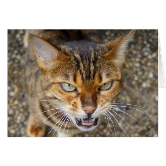 Belle Chat Bengale (Devant horizontal)