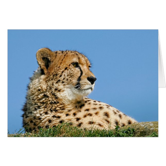 Belle Cheetah (Devant horizontal)