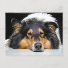 Belle Collie chien nez tri portrait carte postale