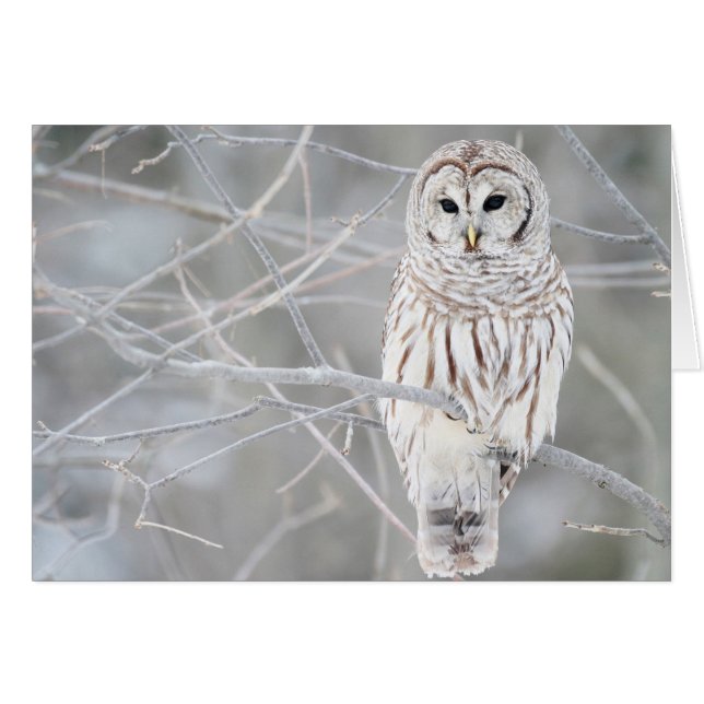 Belle conception blanche de hibou de neige (Devant horizontal)