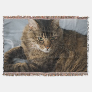 belle couverture de chat