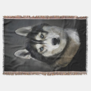 Belle couverture de Jeu de Husky Sibérien