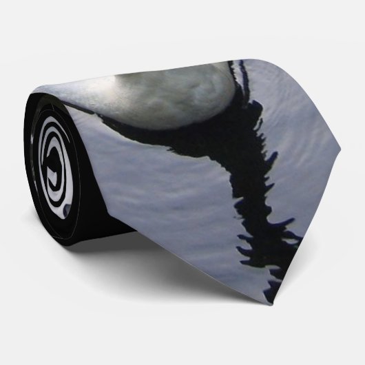 Belle cravate de cygne (Roulé)