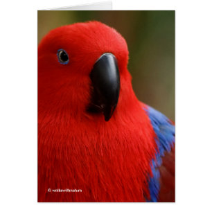 Belle "Dame en rouge" Eclectus Parrot