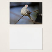 Belle douceur Diamond Dove (Devant & derrière)