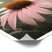 Belle Echinacea Fleur Poster Mur Art (Coin)