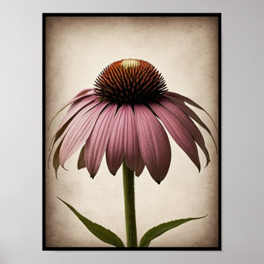 Belle Echinacea Fleur Poster Mur Art (Devant)