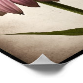 Belle Echinacea Fleur Poster Mur Art (Coin)