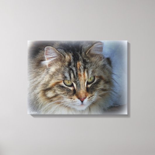 Belle Feral Cat Portrait Toile Imprimer (Recto)
