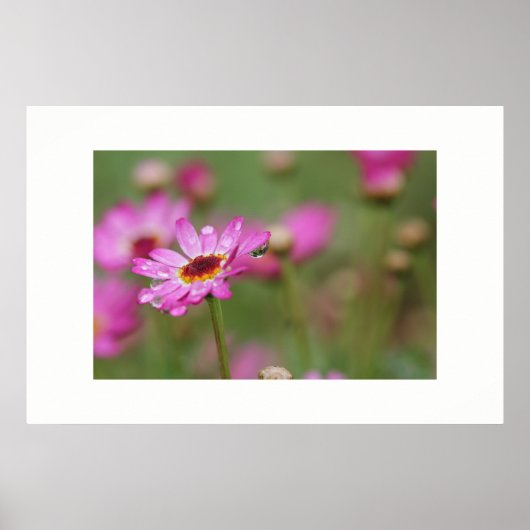 Belle Fleur avec une goutte de pluie Poster (Devant)