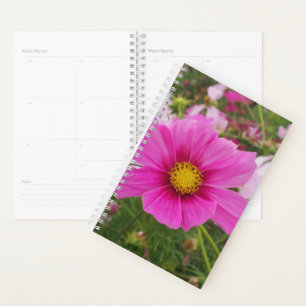 Belle Fleur Cosmos Rose