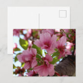 Belle Fleur de cerisier Photo Carte postale person (Devant / Derrière)