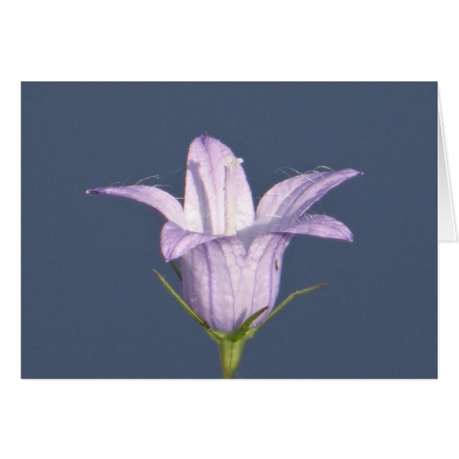 Belle fleur de cloche bleue (Devant horizontal)