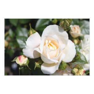 Belle fleur de rose blanche. Photographie florale