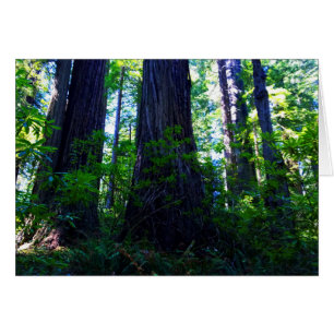 Belle forêt luxuriante de séquoias