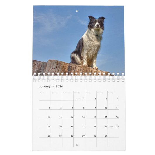 Belle frontière Collie calendrier chien (Jan 2026)