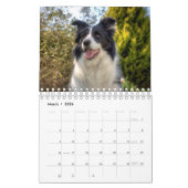 Belle frontière Collie calendrier chien (Mar 2026)