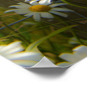 Belle Grosse Poster / Imprimer (Coin)