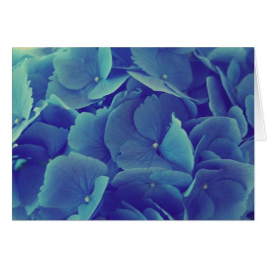 Belle Hydrangée Bleue (Devant horizontal)