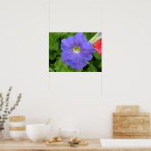 Belle impression Blue Petunia (Cuisine)